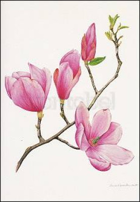 Magnolie