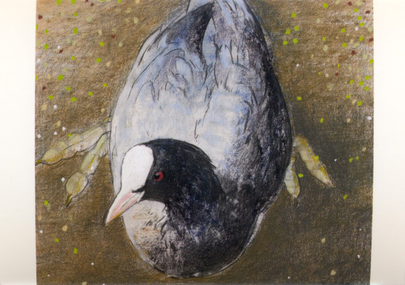 Wasserhuhn