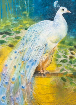 Weißer Pfau
