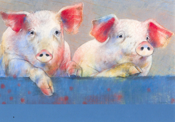 Zwei Schweine