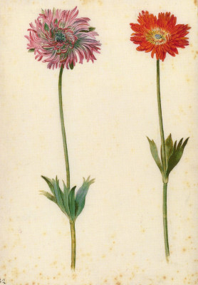 Prunk- und Strahl-Anemone