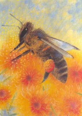 Klein Insektenbuch 4 - Biene auf Sommerblumen