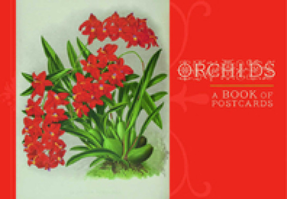 Orchids