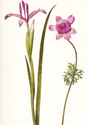 Spanische Schwertlilie und Anemone