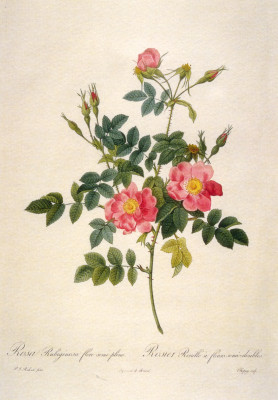 Rosa Rubiginosa flore semipleno
