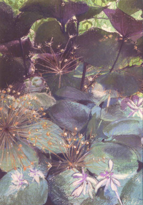 Hosta & allium