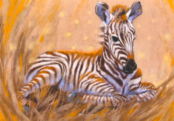 Zebra
