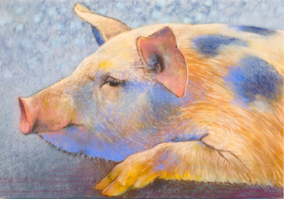 Liegendes Schwein