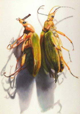 Zwei gelbe Blumenkäfer