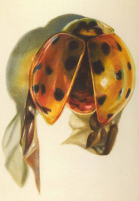 Marienkäfer