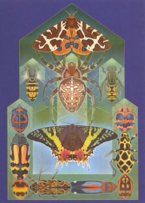Ikone für Geometer XII - Schmetterlinge und Insekten
