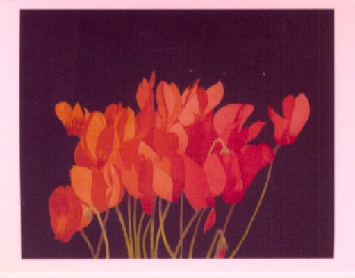 Park cyclamen