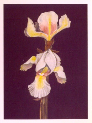 Two iris