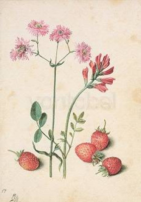 Lychnis flos-cuculi subplena, hedysarum coronarium, strawberries