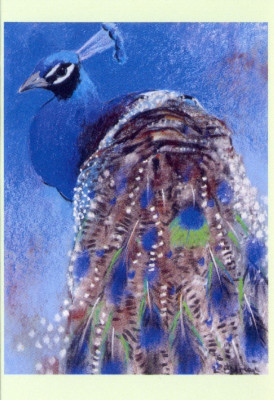 Peacock II