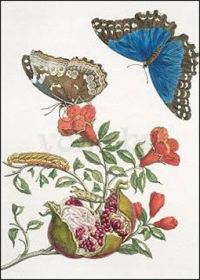 Granatapfel und Schmetterlinge