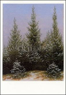 Fichtendickicht im Schnee