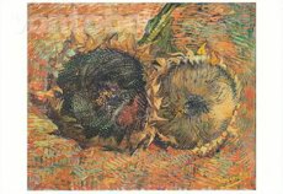 Verblühte Sonnenblumen