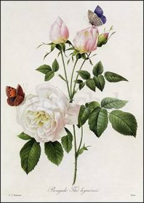 Rosa Bengale Thé hymenée