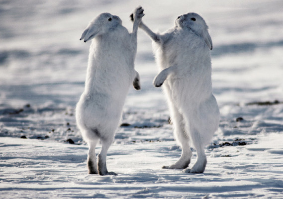 Arctic hares