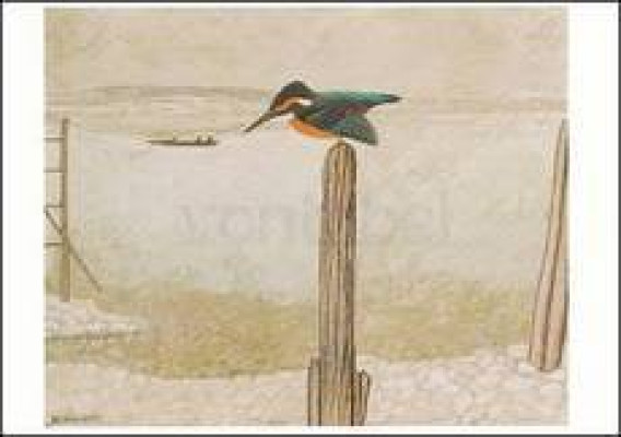 Eisvogel