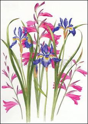 Gladiolus and Iris Sibirica