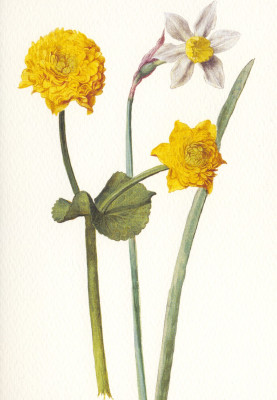 Sumpfdotterblume, Narzisse