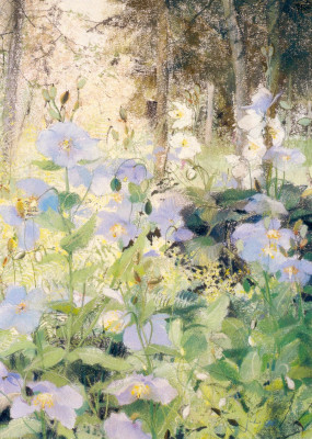 Meconopsis !