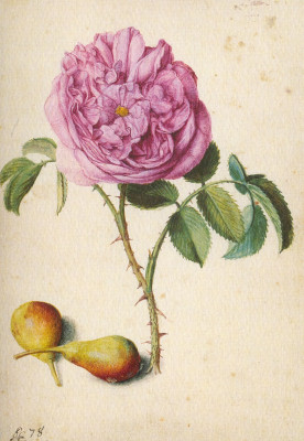 Batavische Rose und zwei Birnen