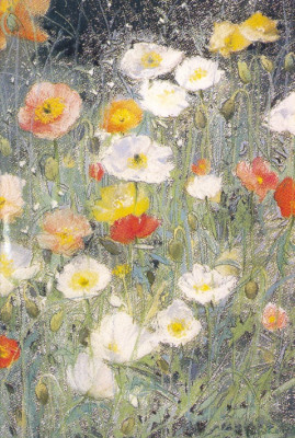 Iceland poppies