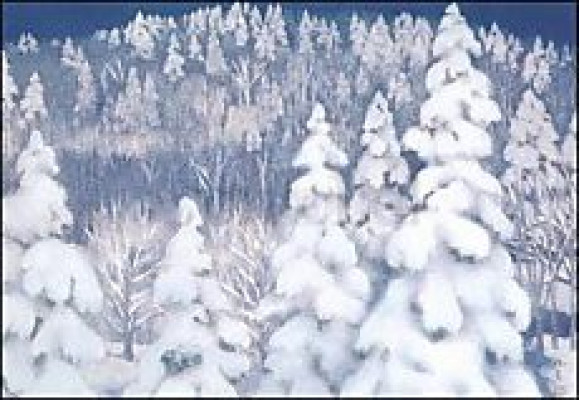 Winterwald