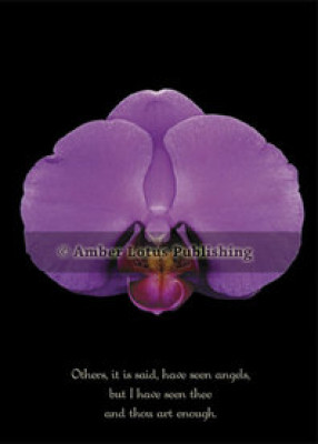 Orchid 7