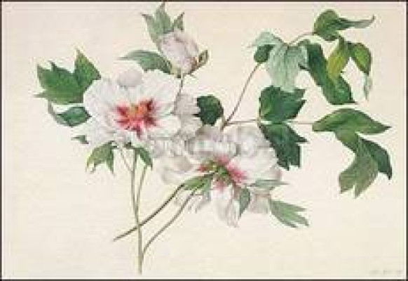 Paeonia suffructicosa